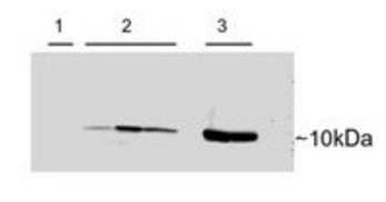 Goat anti-Parvalbumin Antibody