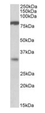 Goat anti-CLCA1 Antibody