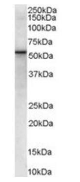 VPS45 (Internal) Antibody