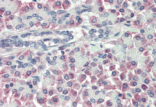 Prealbumin/Transthyretin Antibody