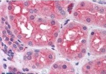 Prolyl Endopeptidase/PREP Antibody