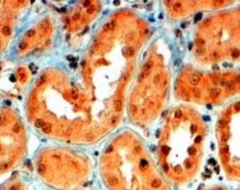 Semaphorin 5A Antibody