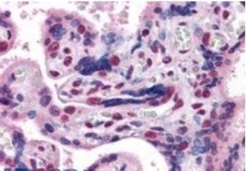 GBX2 Antibody