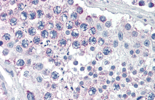GPSM2 Antibody