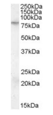 FMR1 Antibody