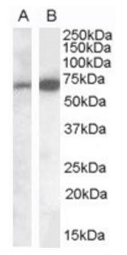 CADM4 (internal) Antibody