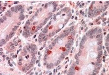 GNAT3 Antibody