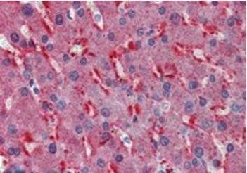Frizzled 2 Antibody