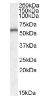 Goat anti-Neurotrophin 5 / NT4 Antibody