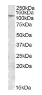 MTHFD1 Antibody