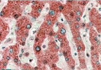 Goat anti-HRASLS2 Antibody