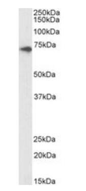 ABCD3, Biotinylated Antibody