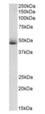 APOH Antibody