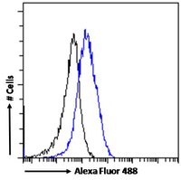 P2X4/P2X4R Antibody