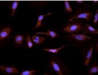 Goat anti-CYP26A1 Antibody