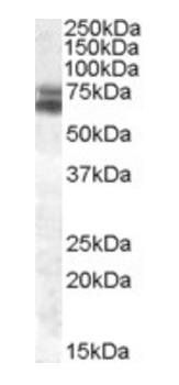 BMAL1/ARNTL Antibody