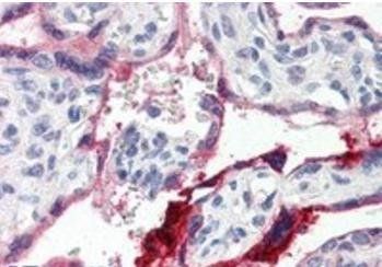 Annexin I Antibody