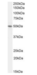 ETF-4/TEAD2 Antibody