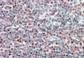 Goat anti-MECL1 Antibody