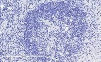 Goat anti-ICOS Antibody