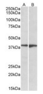 EDG8/SPPR1 Antibody