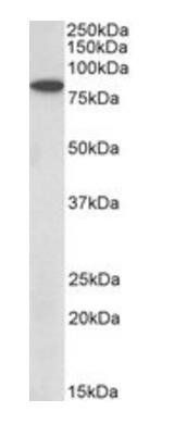 BBS7 Antibody