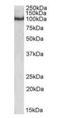 POU2F1/OCT1 Antibody