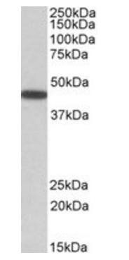 PBX1 Antibody