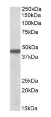 PBX1 Antibody