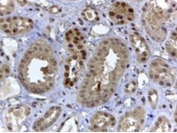 HIF3A Antibody