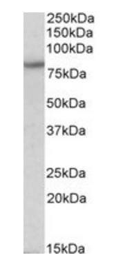 HCN3 (aa 715-728) Antibody