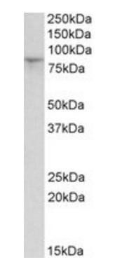 HCN3 Antibody