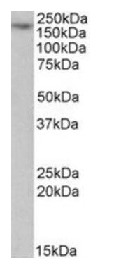 MYO5A Antibody