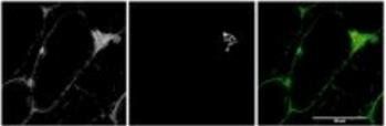 MYO5A Antibody
