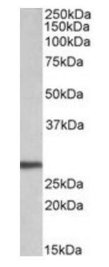 ARTN Antibody