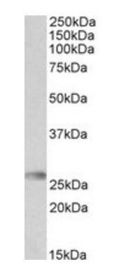 Goat anti-HLA-DQA2 Antibody