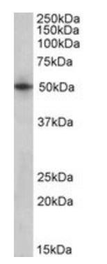 Goat anti-SEPT4 (aa425-435) Antibody