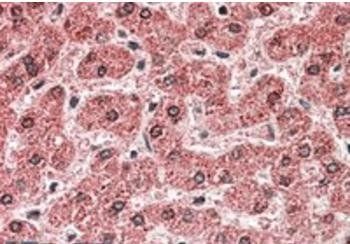 MPV17 Antibody