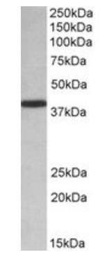PCBP1 (aa234-247) Antibody