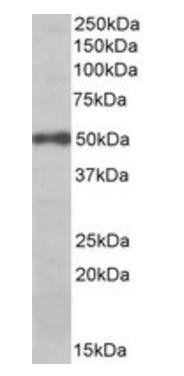 EIF3E Antibody