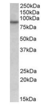 RUFY1 Antibody