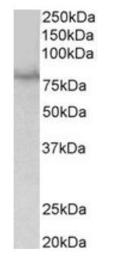 SIM1 Antibody