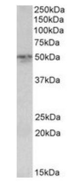 Synaptotagmin-2 Antibody