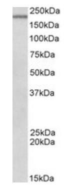 Goat anti-Dennd4c Antibody