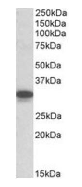 CYB5R3/Dia 1 (mouse) Antibody