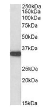 Goat anti-Aspa (mouse) Antibody