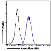 RORC (aa200-212) Antibody