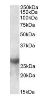 galectin-3 (mouse) Antibody