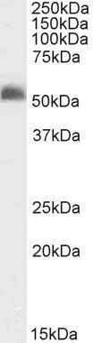 GABRG2 Antibody