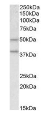 Mboat4 (mouse) Antibody